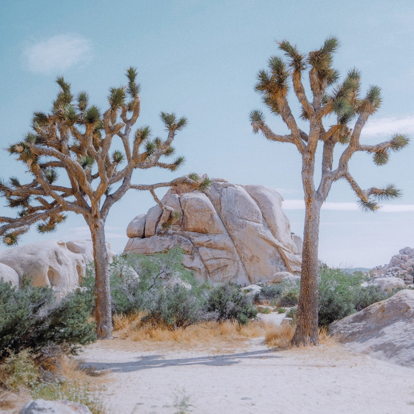 JOSHUA TREE IV BY SARAH ELLEFSON